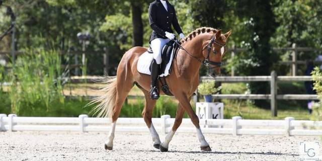Poney gp dressage