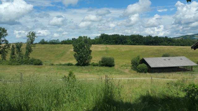 Herbe sur pied