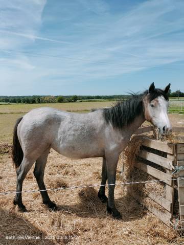 Pouliche connemara part bred