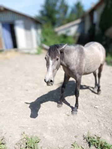 Poulain pre 2 ans