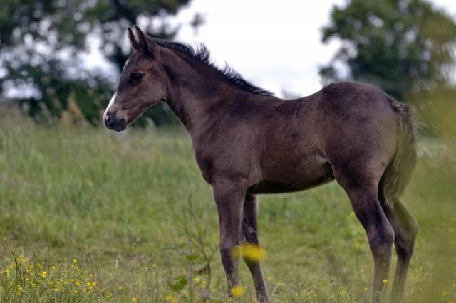 Pouliche half quarter horse registre américain 