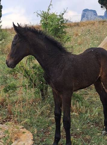Poulain cheval de selle italien a vendre 2025 bai brun par casalito