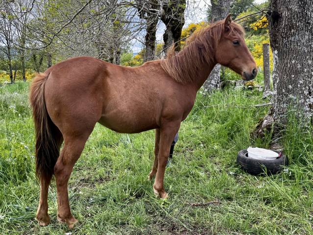 Poulain quarter horse pp