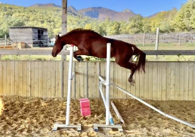 Jument sf cso top amateur