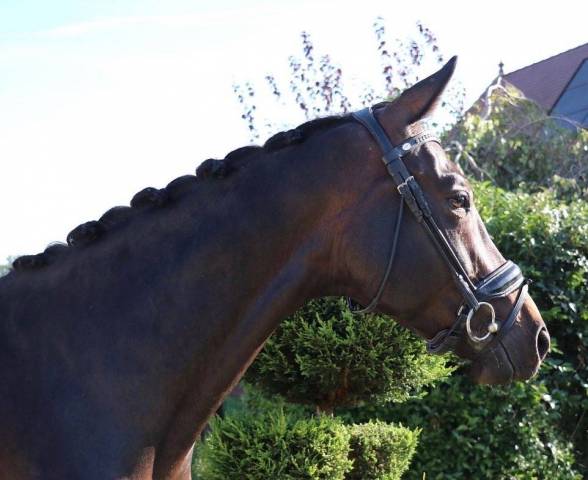 Furstina - westphalienne 2019