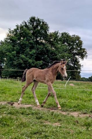 Poney français de selle 