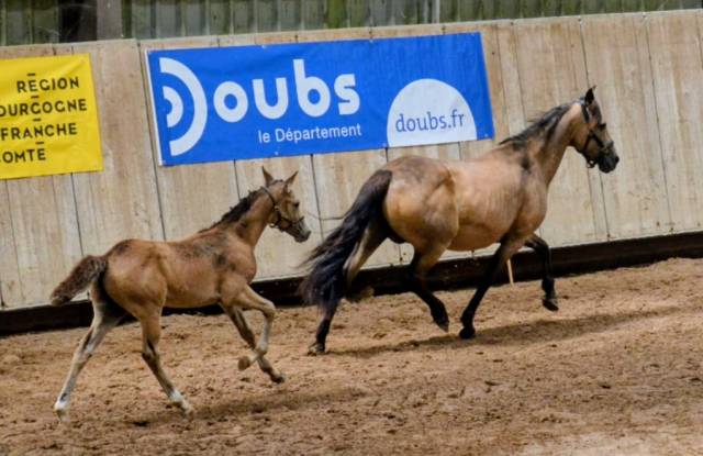 Poney français de selle 