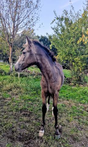 Poney français de selle