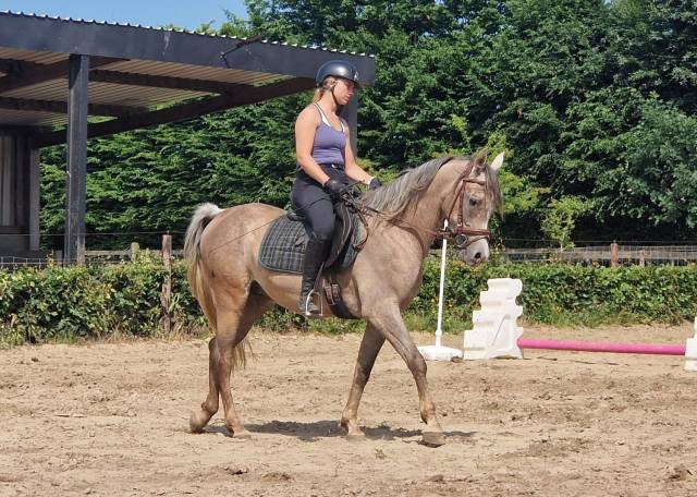 Hongre psa égyptien débourré de 3 ans 