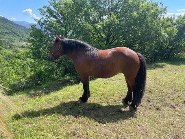 Chevaux trait
