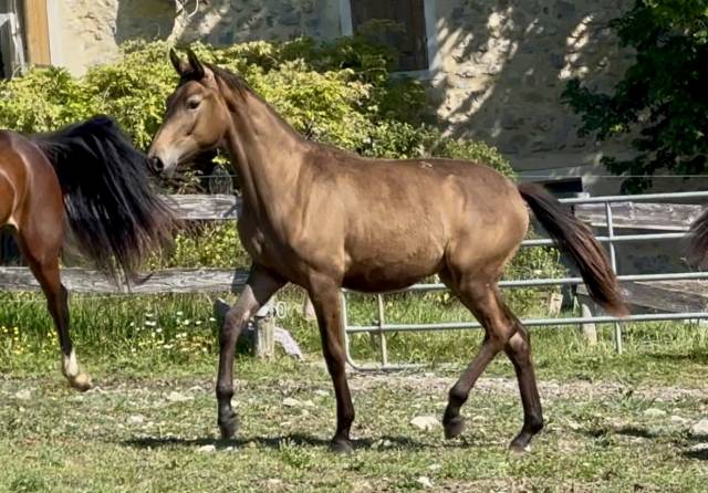 Pouliche cdf d'exception
