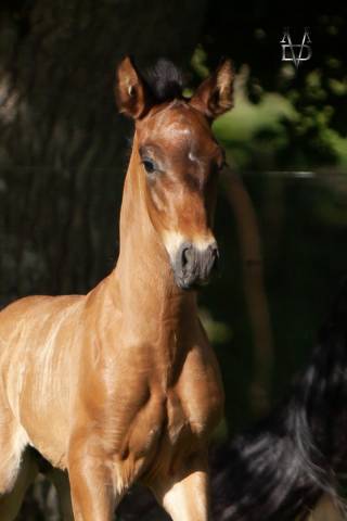 Poulain pure race espagnole bai +prl