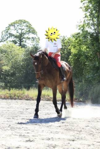 Cheval de sport