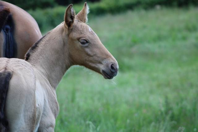 Poulain pure race espagnole