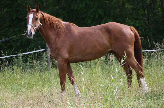 Hongre 6 ans sf 1m68