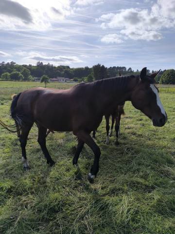 Jument kwpn dressage