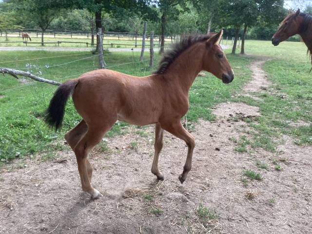 Cheval lusitanien oc