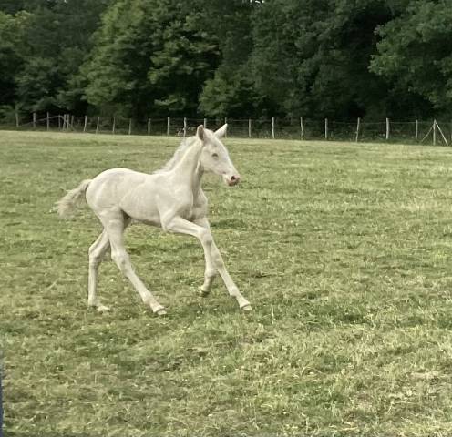 Cheval lusitanien oc