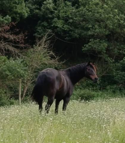 Cheval d'extérieur