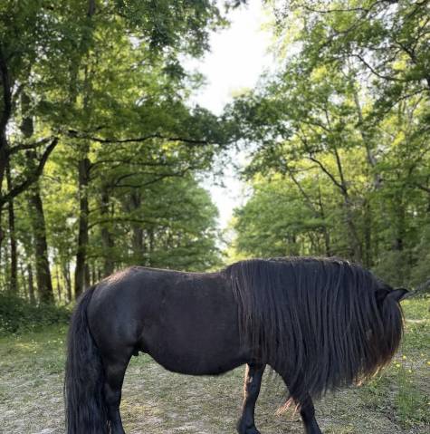 Ponette shetland pleins papiers