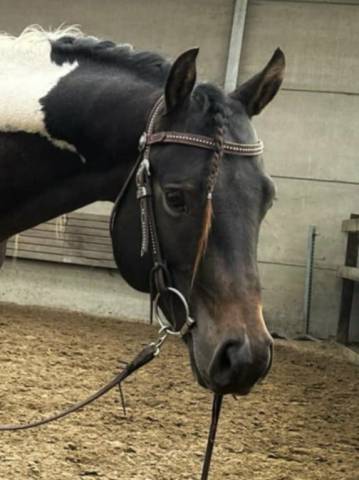 Entier paint horse
