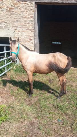 Jeune poney entier 