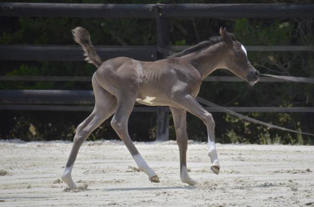 Poulain cheval etalon arabe dsa 98.5% noir homozygote