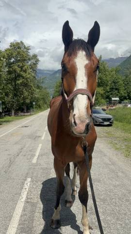 Cheval de sport 