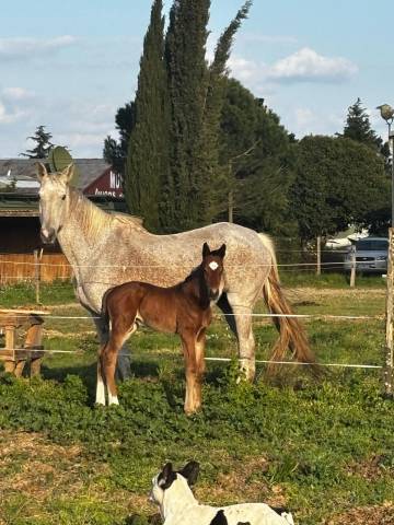 Poulinière de sport suité poulain mâle 