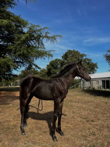 Poney pfs de sport origine allemande 
