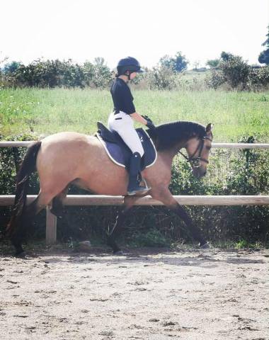 Magnifique ponette par champion supreme d'été dressage