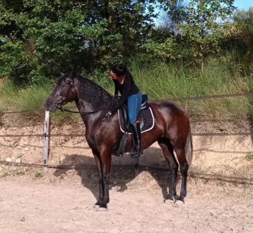 Magnifique jument pure race espagnole