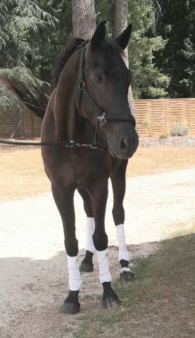 Cheval de dressage