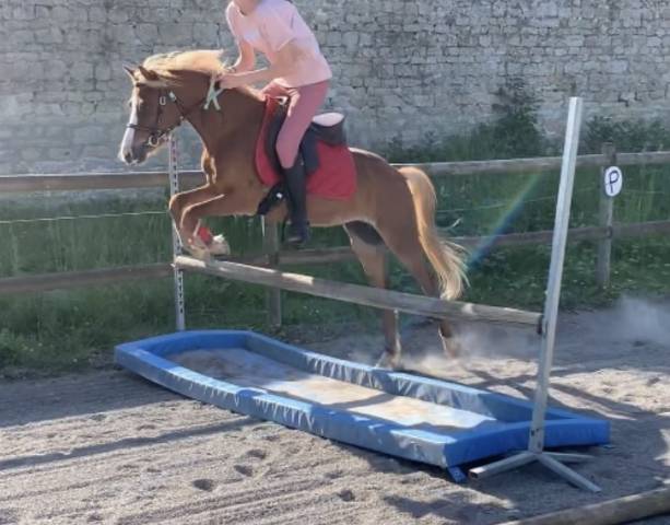 Poney monté et attelé 