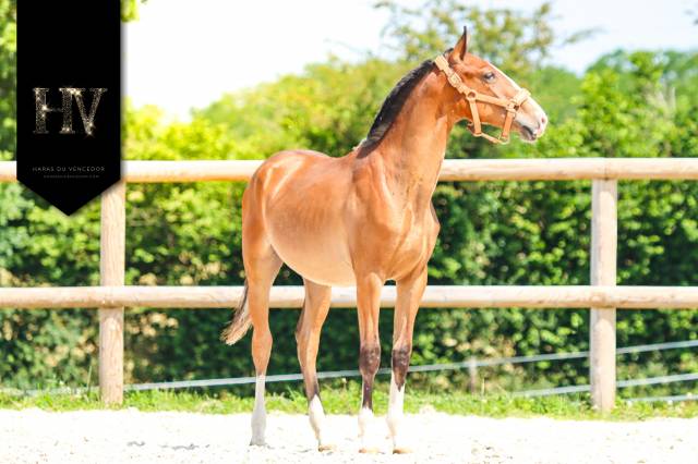 Poulain lusitanien ouro jlc x esperta sernadinha 