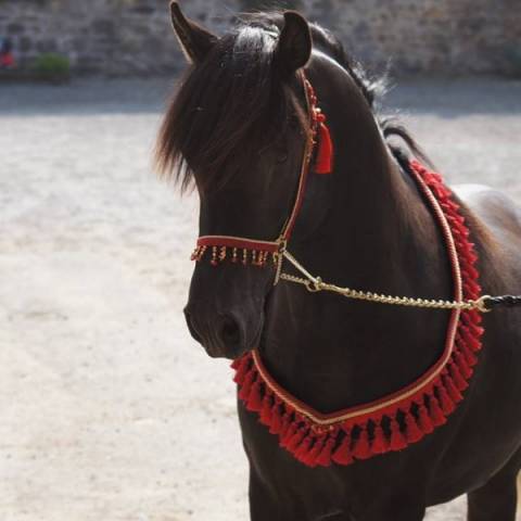 Matar al manzah, étalon psa  égyptien noir homozygote
