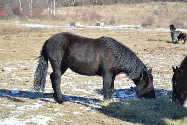 Poney b