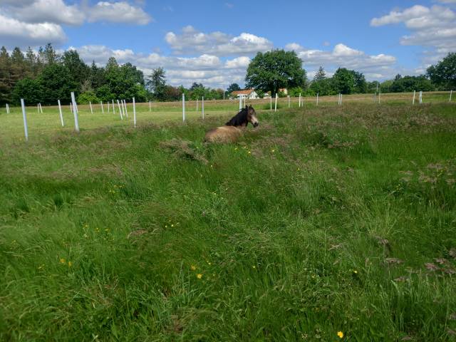 Pension chevaux equipiste