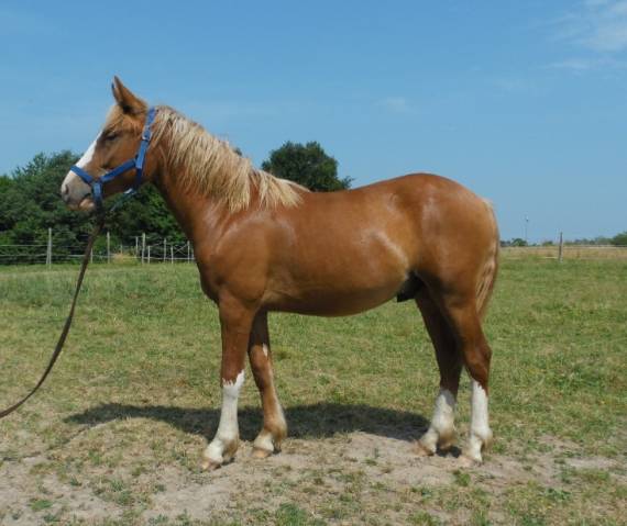 Poulain 1 an oc