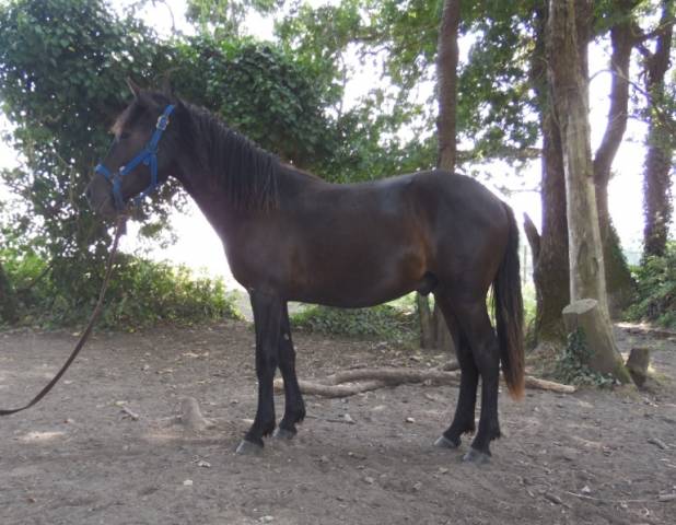 Poulain 1 an pp pottok livret a