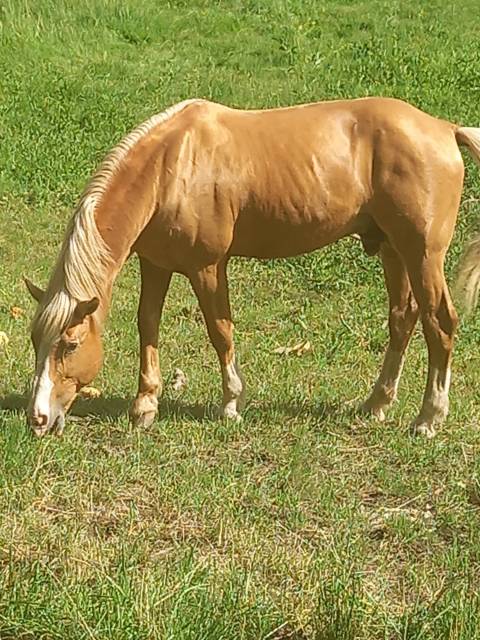 Etalon palomino - champion au rbp