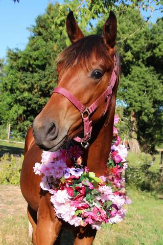 Pouliche oldenbourg dressage