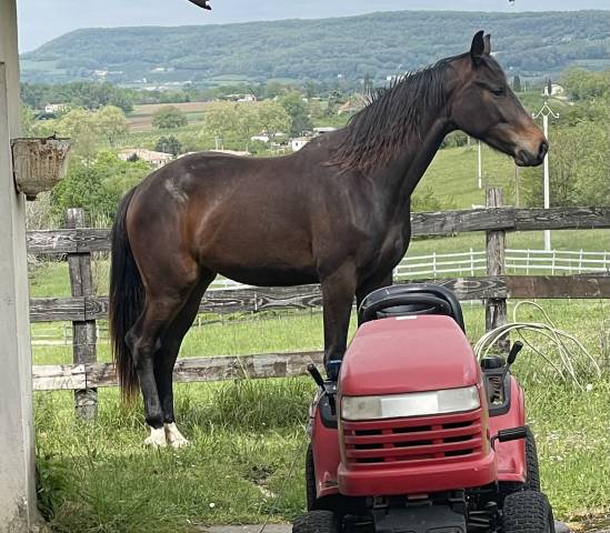 Jument kwpn, 5 ans / dr / cce 