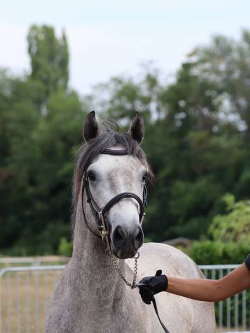 Poney connemara petit d 3 ans projet sport et repro
