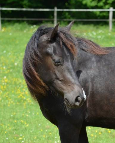 Pouliche rocky mountain horse