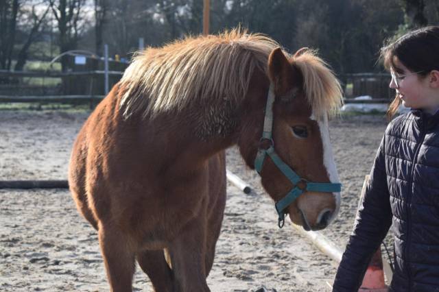Hernest 8 ans, poney onc, 1,25 m