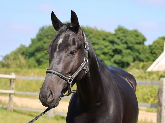 à vendre charman de la roque z 