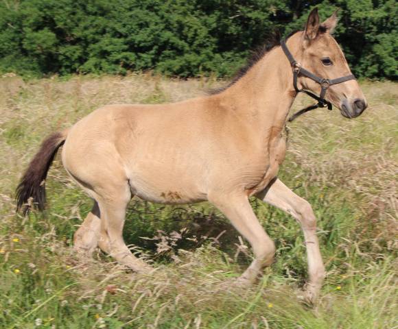 Pouliche sf isabelle