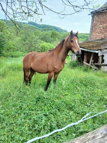 Magnifique ponette oc
