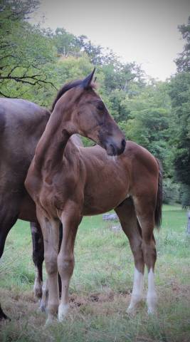 Poulain mâle selle français 